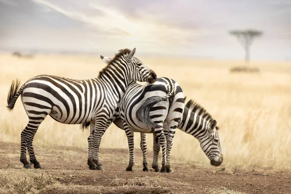 Zebra trio em Masai Mara ao entardecer — Fotografia de Stock