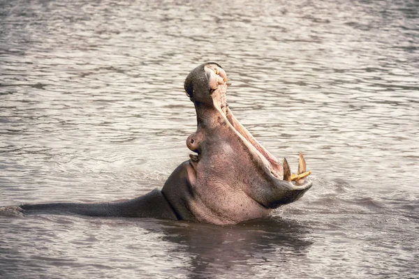 Adult hippopotamus shows his teeth — Stock Photo, Image