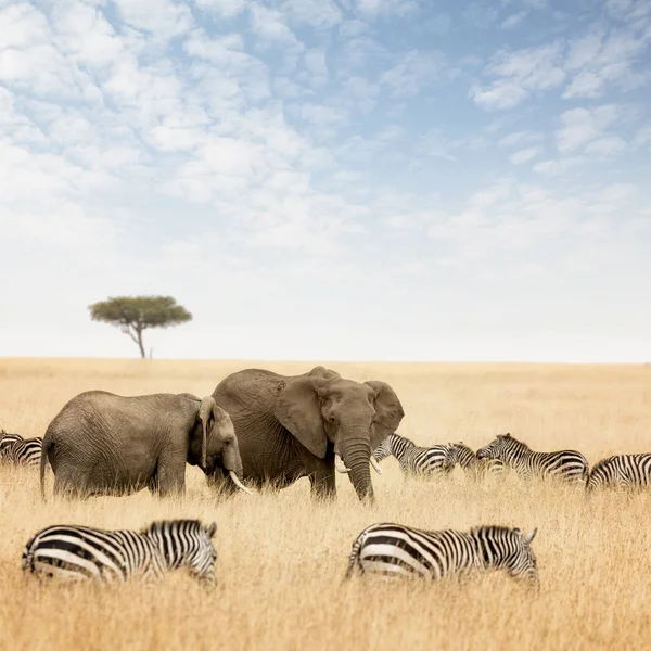 大象和斑马在马赛马拉 — 图库照片