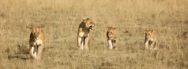 Lions promenader i rad — Stockfoto