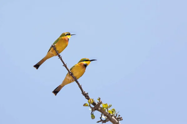 Pair of bee eaters — Stock Photo, Image