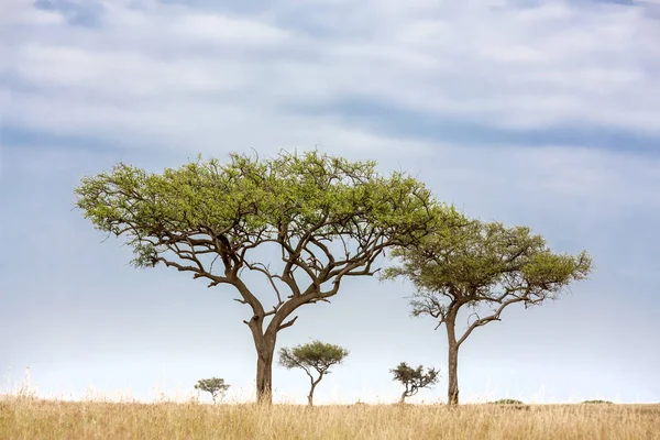 Árvores na Masai Mara — Fotografia de Stock