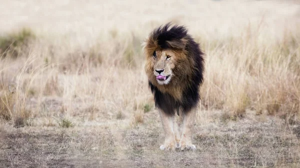 Erwachsener Löwe steht im Gras — Stockfoto