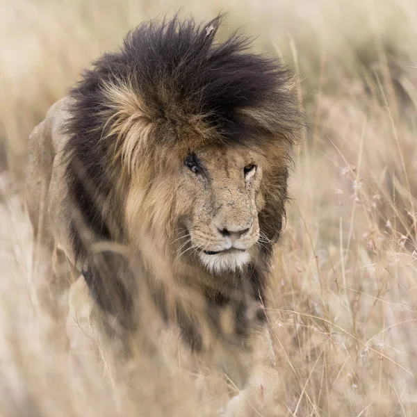 Leão adulto emergindo de grama longa — Fotografia de Stock