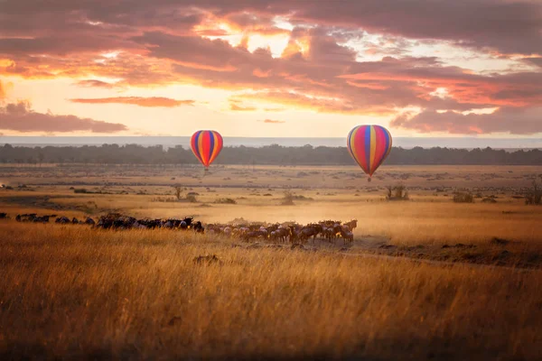 Sonnenaufgang mit Gnus und Luftballons — Stockfoto