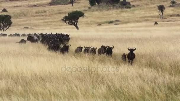 El ñus en los pastizales de Masai Mara — Vídeos de Stock