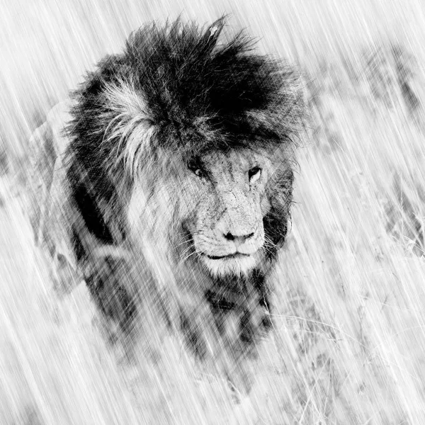 Schizzo digitale di un leone maschio adulto — Foto Stock