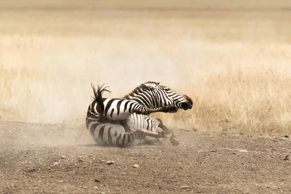 Зебра катится в пыли — стоковое фото