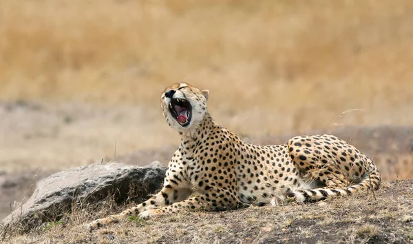 Gapende cheetah in de Masai Mara — Stockfoto