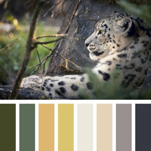 Snow leopard palet — Stockfoto