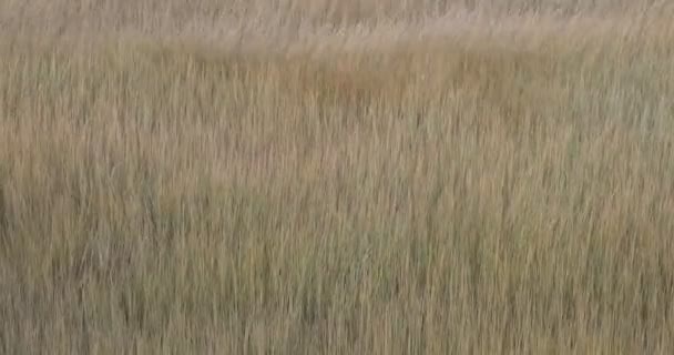 Довгій Траві Дме Сильний Вітер Водно Болотних Угідь Харві Затока — стокове відео