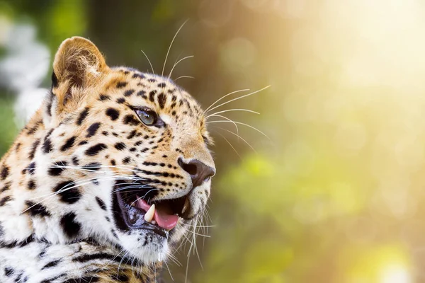 Amur leopardo à luz do sol — Fotografia de Stock