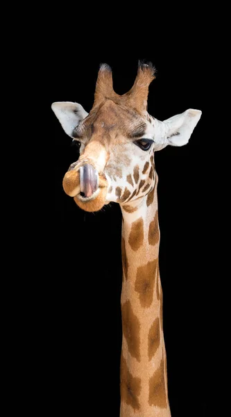 Jirafa con la lengua en alto — Foto de Stock