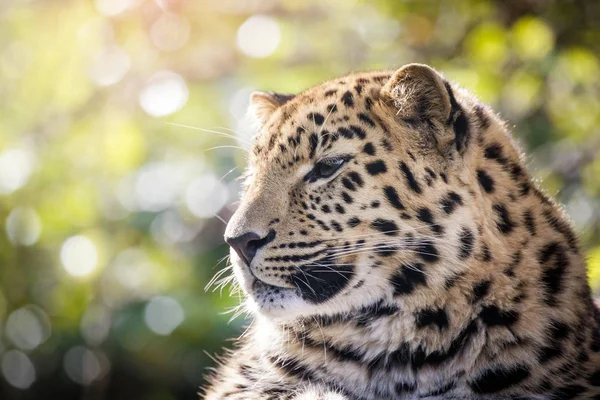 Amur leopardo a la luz del sol — Foto de Stock