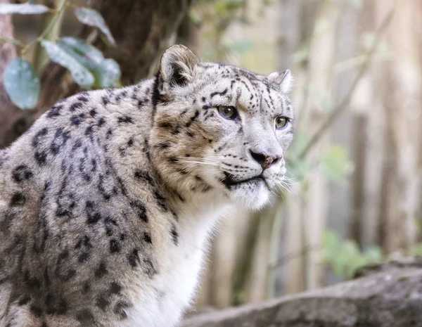 Yetişkin kar leoparı — Stok fotoğraf