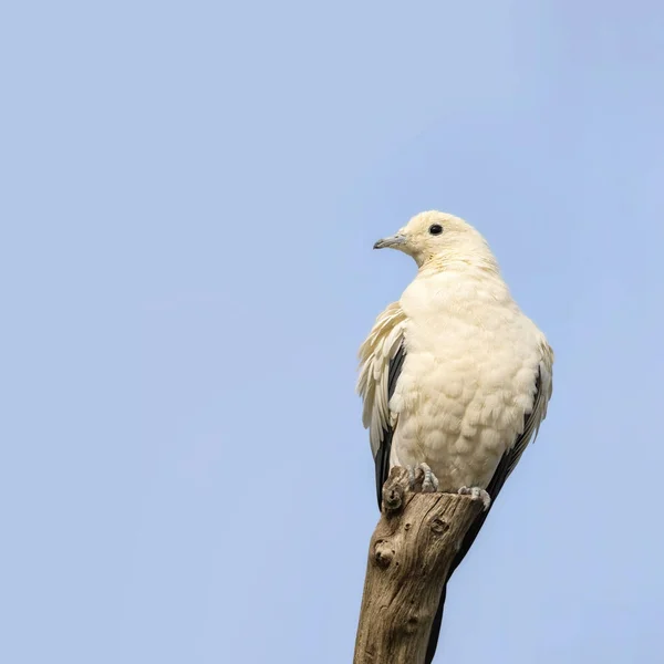 Szary pigeon cesarskiej na gałęzi — Zdjęcie stockowe