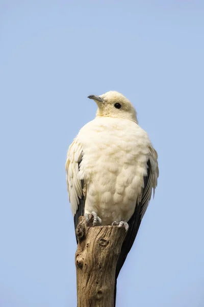 Pombo imperial cinzento no ramo — Fotografia de Stock