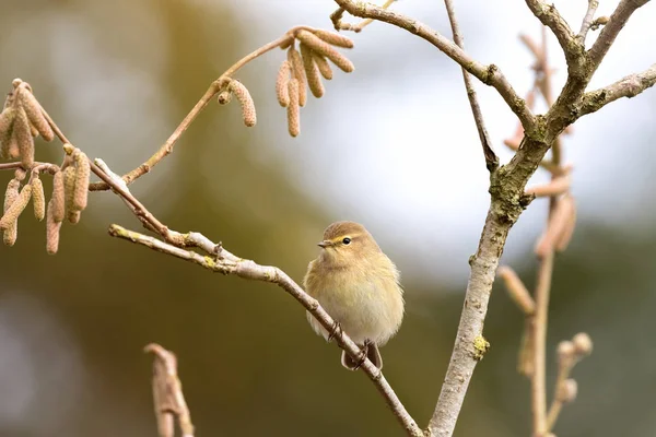Common Chiffchaff North African Leaf Warbler Perched Branch Ctakins — Stock Photo, Image
