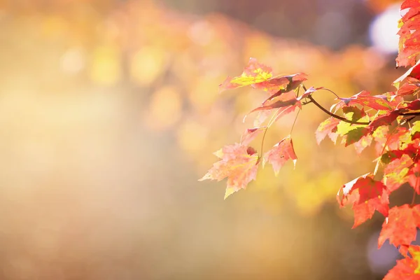 Autumn maple leaves background on Bokeh sunlight background