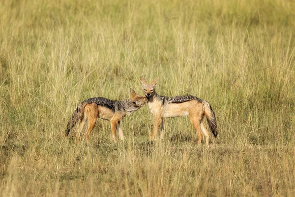 Para Kopii Czarno Szakale Łąki Masai Mara Kenia — Zdjęcie stockowe