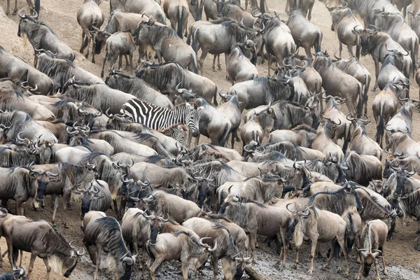 Μεγάλη Ομάδα Γκνου Wildebeest Μαζεύονται Στην Όχθη Του Ποταμού Κατά — Φωτογραφία Αρχείου