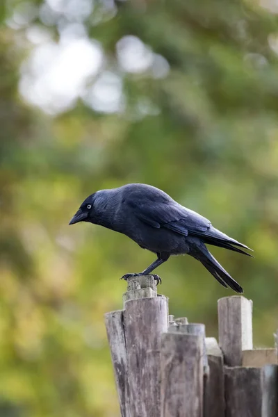 Seitenansicht Der Erwachsenen Dohle Auf Trockenem Ast — Stockfoto