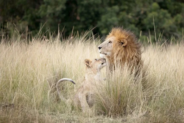 肯尼亚马赛马拉的长草中的狮子 — 图库照片