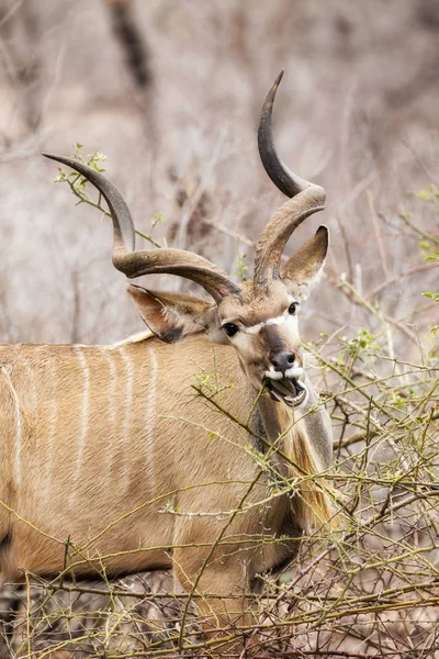 Kudu Macho Pastando Brotes Verdes Frescos Parque Nacional Kruger Sudáfrica —  Fotos de Stock