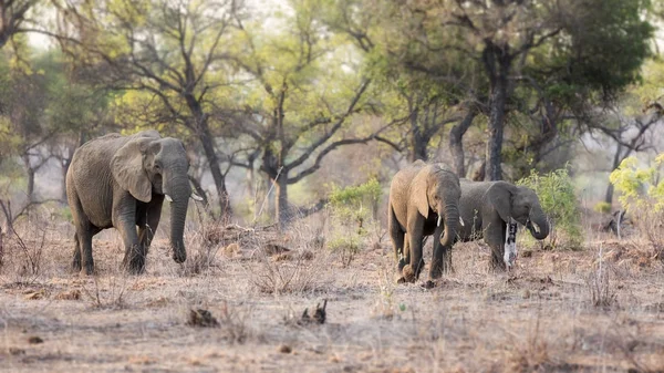 在南非克鲁格国家公园的灌木丛中的大象家族 — 图库照片