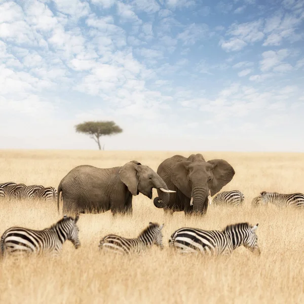Elefanten Mit Zebras Und Akazienbaum Roten Hafergras Der Masai Mara — Stockfoto