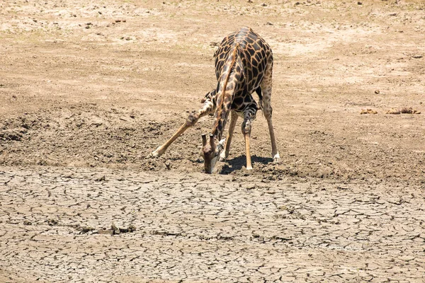 Молодой Жираф Пытается Получить Последнюю Воду Высушенной Водопоя Национальном Парке — стоковое фото