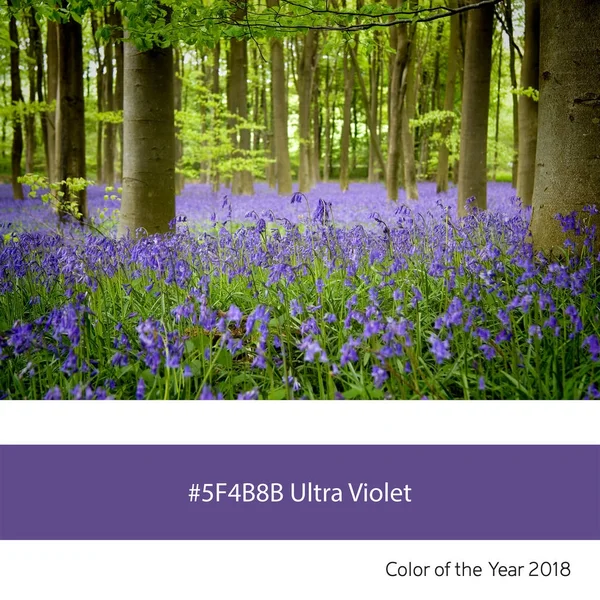 対応する色の 進数で年 2018 ウルトラ バイオレットのトレンド色の例としてブルーベルの森 — ストック写真
