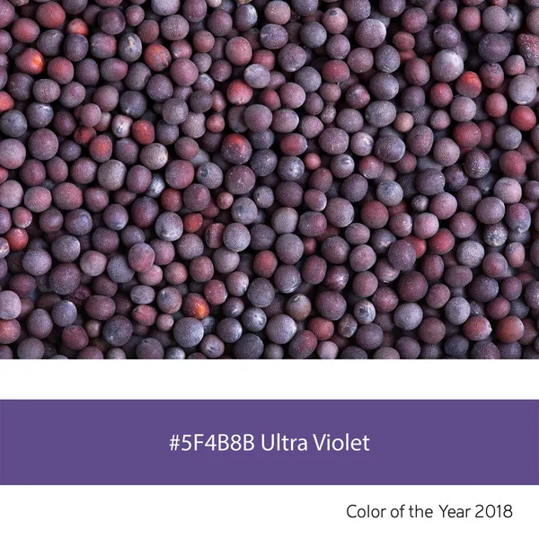 Ultra Violeta Sementes Mostarda Preta — Fotografia de Stock