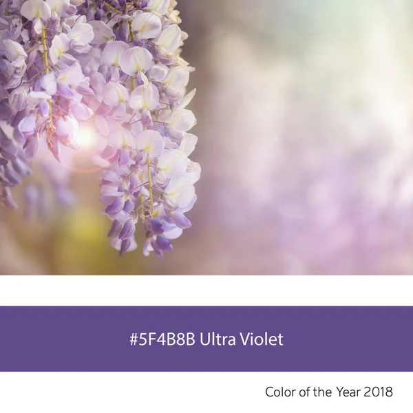 Ultra Violet Wisteria Flowers Sunlight — Stock Photo, Image