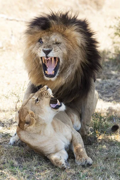 Löwenmännchen Und Löwenweibchen Der Masai Mara Kenia — Stockfoto