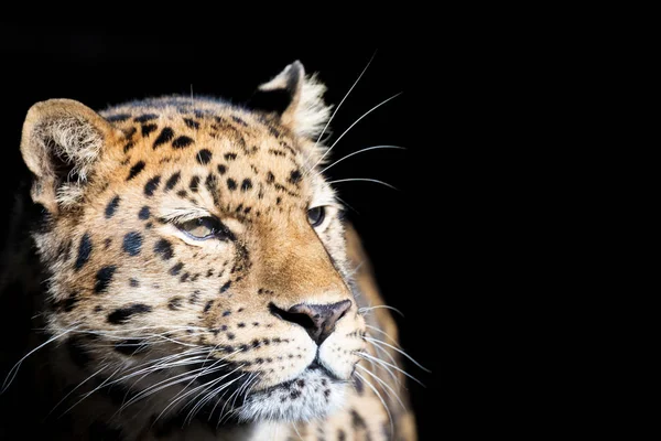 Леопард на чорному тлі — стокове фото