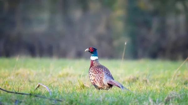 Adult male pheasant — Stock Photo, Image