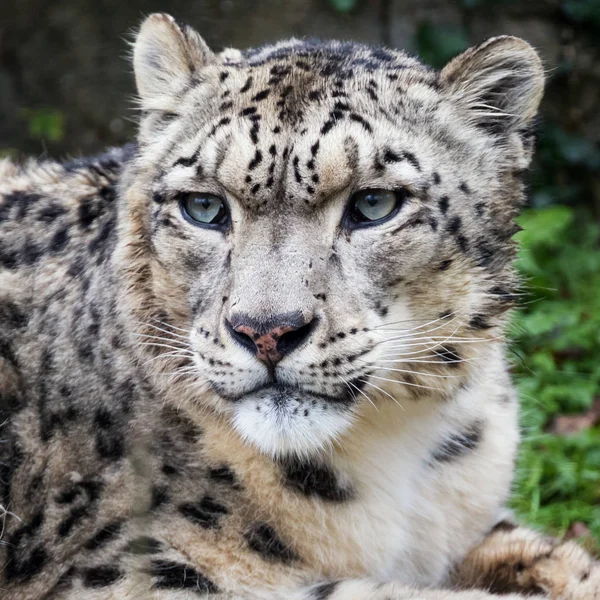 Leopardo de nieve adulto — Foto de Stock
