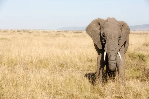 Erwachsener Elefant in der Masai-Mara — Stockfoto