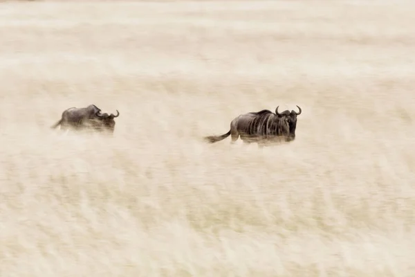 Антилопы, бегущие по полю — стоковое фото