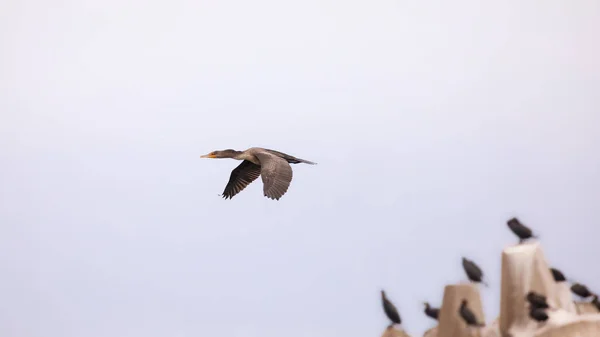 Grande Cormorano in volo — Foto Stock