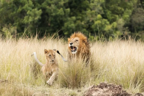 Львы Масаи Мара Отец Детёныш Появляются Длинной Травы — стоковое фото