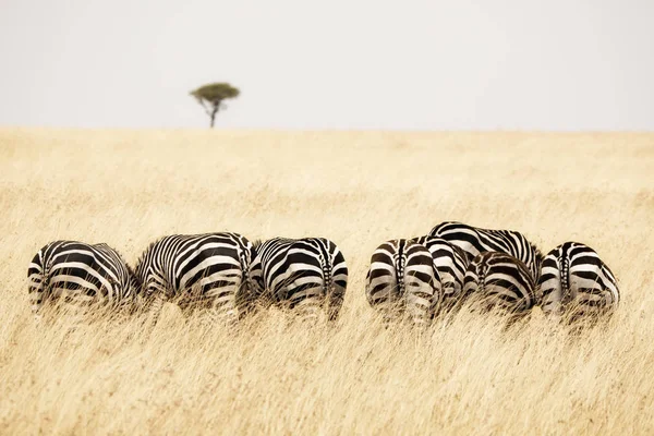 Visão Traseira Várias Zebras Burchell Uma Fileira Pastando Grama Exuberante — Fotografia de Stock