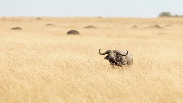 Cabo Búfalo Pastando Grama Aveia Vermelha Masai Mara Quênia África — Fotografia de Stock