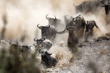 Wildebeests crossing the Mara River during the annual great migration. Every year millions will make the dangerous crossing when migrating between Tansania and the Masai Mara in Kenya. clipart