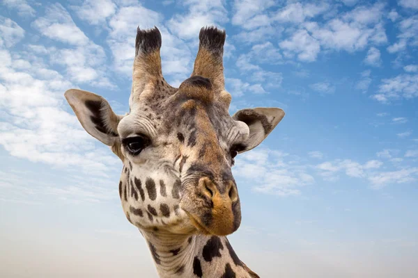 Zbliżenie Głowy Żyrafa Tle Lato Niebieski Niebo Masai Mara Kenii — Zdjęcie stockowe