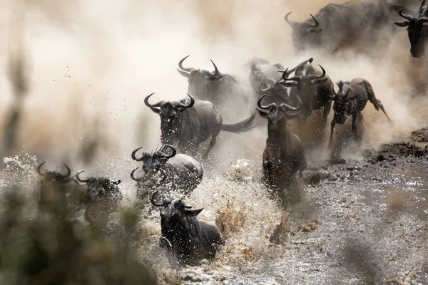Wildebeests 마이그레이션 수백만 Tansania 케냐에서 마이그레이션할 위험한 교차점을 것입니다 — 스톡 사진