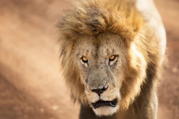León adulto joven en el Masai Mara — Foto de Stock
