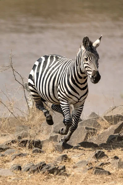 Zebra che corre dal fiume Mara — Foto Stock