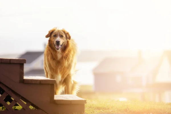 Adult golden retriever dog. — Stock Photo, Image